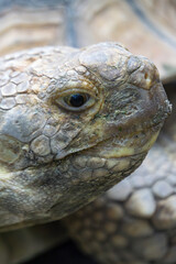 Close-Up of a Tortoise Highlighting Its Textured Skin and Shelled Form