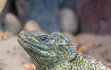 Close-Up of a Vibrant Green and Yellow Lizard in Its Habitat