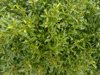 Fresh Plant Leaves Texture Background