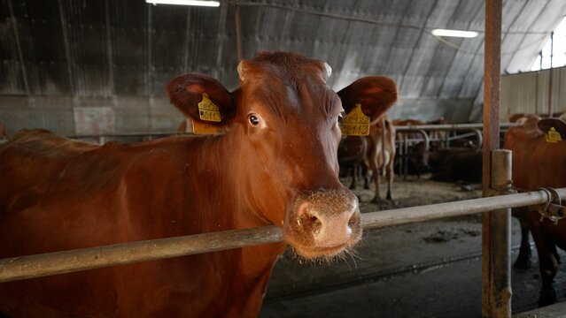 Brown guernsey cow with ear tags standing behind a wooden fence in a barn stall, gazing directly at the viewer with curious eyes