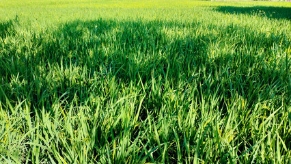 Lush Green Rice Field Landscape