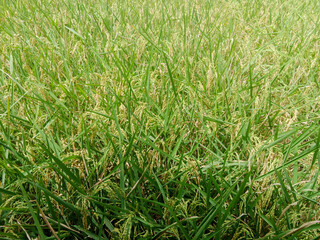 Lush Green Rice Field Landscape