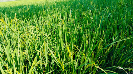 Lush Green Rice Field Landscape