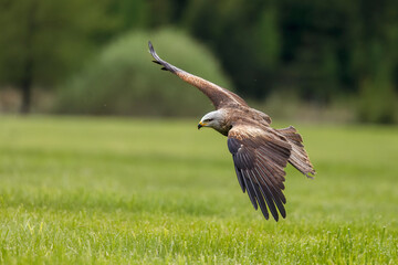 Kite in flight. Black kite, Milvus migrans, flying with widely spread wings. Hunting bird of prey. Black kite gliding over meadow, looking for food. Raptor also known as firehawk. Wildlife nature.