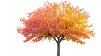 Autumn tree with gradient foliage, Transparent background, PNG file