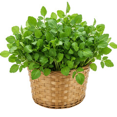 Naklejka premium Fresh watercress flourishes in a woven basket, green leaves filling the container and spilling over
