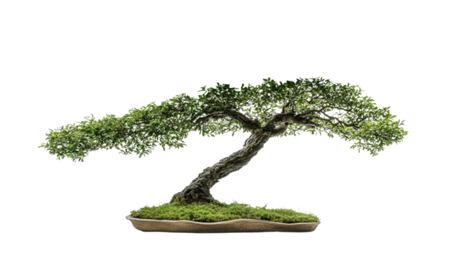 Bonsai tree with cloud-shaped canopy, Transparent background, PNG file