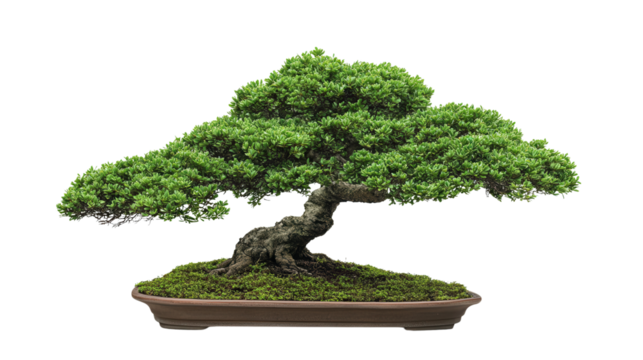 Bonsai tree with cloud-shaped canopy, Transparent background, PNG file