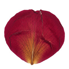 A single dried and pressed red rose petal like a herbarium sample, isolated on transparent...