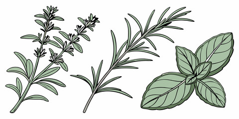 Fresh herbs including rosemary and mint arranged artistically on a simple background