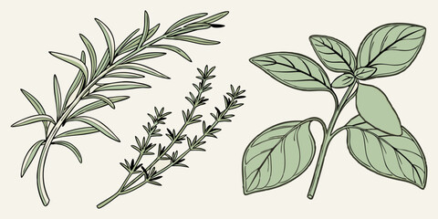 Fresh herbs featuring rosemary, thyme, and basil displayed on a light green background