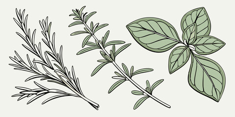 Fresh herbs including rosemary, thyme, and basil arranged on a neutral background for culinary inspiration