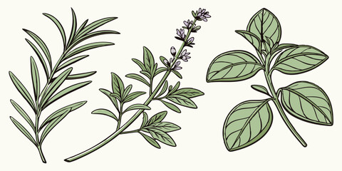 Botanical illustration featuring fresh herbs including rosemary, thyme, and basil, showcasing detailed leaves and flowers in a light background