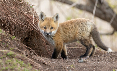 Red fox