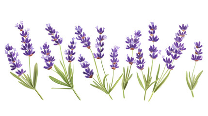 Naklejka premium Beautiful Lavender Flowers Isolated on Tranasparent Background for Elegant Designs
