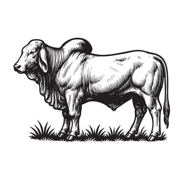 Detailed black and white vector of a Brahman bull standing on grass, showcasing muscular build, loose skin, and a distinctive hump, ideal for prints. Cow, Animals.