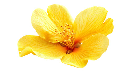 Professional Isolated Apricot Blossom Isolated on Tranasparent Background with Full Depth for Design Projects