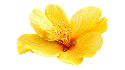 Professional Isolated Apricot Blossom Isolated on Tranasparent Background with Full Depth for Design Projects