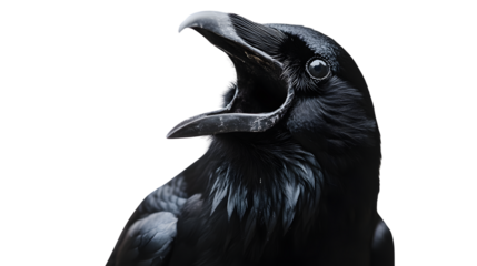Closeup Screaming Black Crow Isolated on Tranasparent Background Isolated