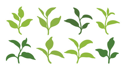 Green Young Plant  Vector Leaf Designs
