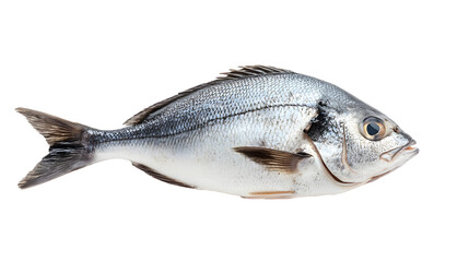 Fototapeta premium Fresh Black Bream Fish Isolated on Tranasparent Background for Seafood Market Advertising