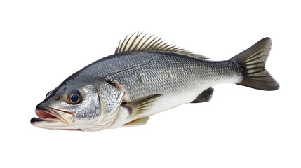 Fototapeta premium Fresh Sea Bass Fish Isolated on Tranasparent Background for Culinary Design and Cooking Concepts
