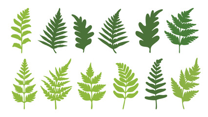 Set of colorful fern silhouettes vector
