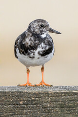 Turnstone, Ruddy Turnstone, Arenaria interpres, adult  moult plumage bird