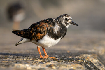 Turnstone, Ruddy Turnstone, Arenaria interpres, adult summer plumage bird