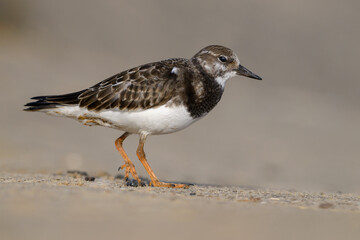 Turnstone, Ruddy Turnstone, Arenaria interpres, juvenile bird