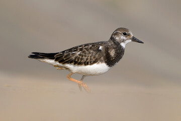 Turnstone, Ruddy Turnstone, Arenaria interpres, juvenile bird