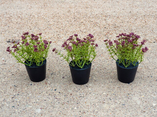 Artificial plants in pots. Dark purple artificial plant for balcony, garden, room decoration. Realistic plastic plant with flowers. Flowers and potted plants for the lazy