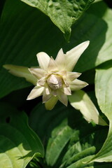 wei&szlig;e Bl&uuml;te 