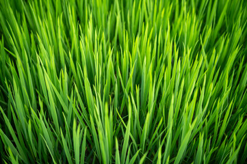 Vibrant green rice leaves reaching for the sun — a symbol of resilience and hope in the heart of Vietnam’s countryside.