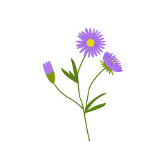 Aster flower branch with leaves on isolated background. Vector flat botanical illustration