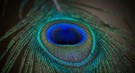 Obraz premium Close-up of a Vibrant Peacock Feather Jewel-toned Blues and Greens