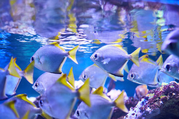 The underwater world of the coral reef. Nature on the Red Reef
