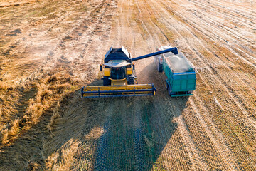 Yellow harvester and tractor collect grain. Evening shooting in summer