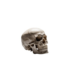 A human skull silent reminder of mortality and the fragility of life on transparent background