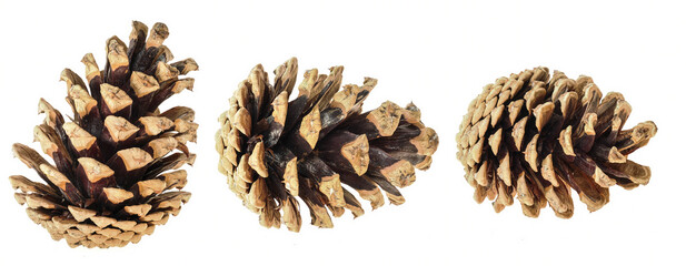Scots pine (Pinus sylvestris), 3 pine cones open and isolated on white background