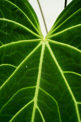 close up of Anthurium hybrid leave, green dark foliage, indoor plants, tropical garden, rare plants.