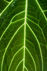 close up of Anthurium hybrid leave, green dark foliage, indoor plants, tropical garden, rare plants.