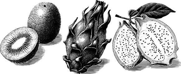 Vintage engraving of kiwi, starfruit, and dragon fruit for design and art projects