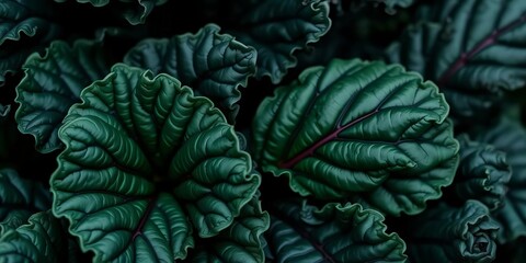 Obraz premium Intricate detail of dark green cavolo nero leaves, showcasing texture and vibrancy, healthy eating, gourmet