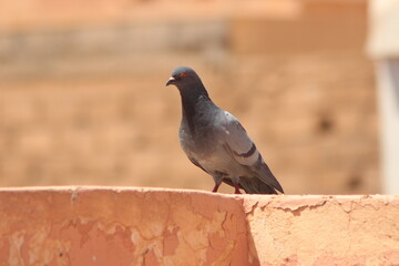 Rock Pigeon or Rock Dove Close Up