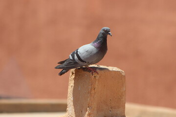 Rock Pigeon or Rock Dove Close Up