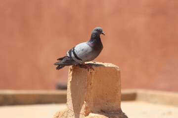 Rock Pigeon or Rock Dove Close Up