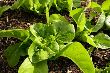 Close up of a Cos (Romaine) variety Little Gem, lettuce grown organically in a vegetable garden using the no dig method
