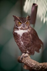 Great Horned Owl Close-Up