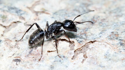black ant on the ground